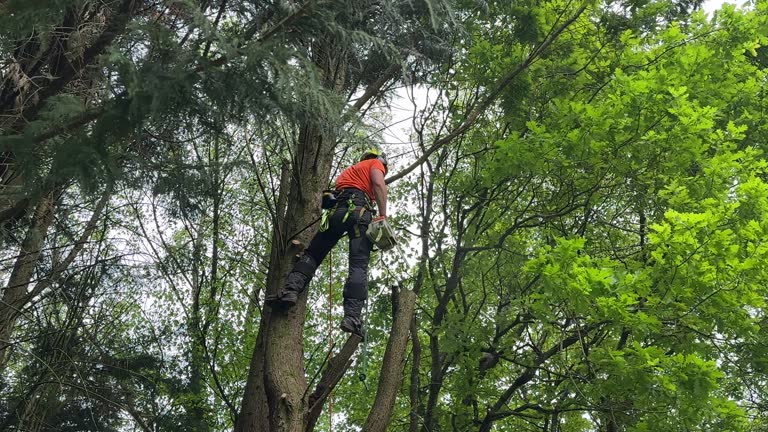 Best Fruit Tree Pruning  in Gaithersburg, MD