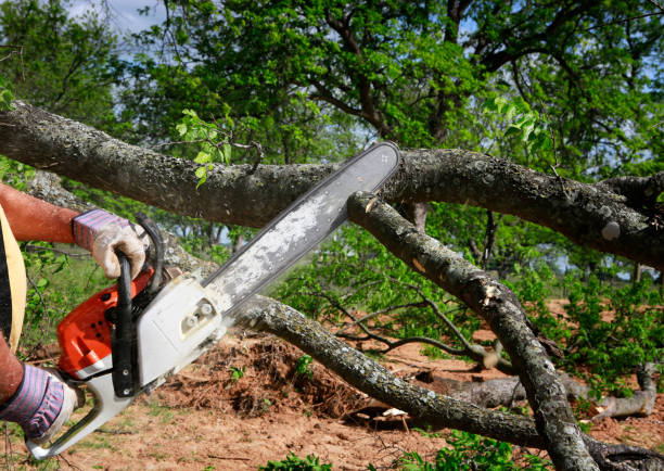 Reliable Gaithersburg, MD  Tree Services Solutions